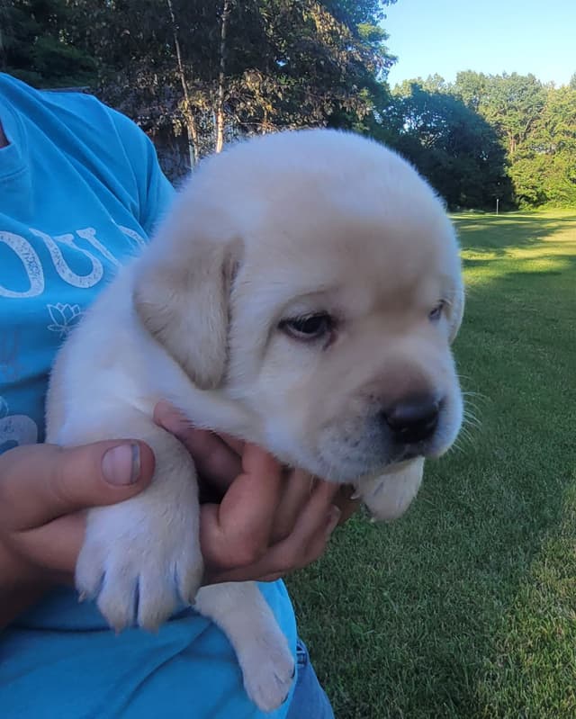 Labrador Retriever Puppies media 17
