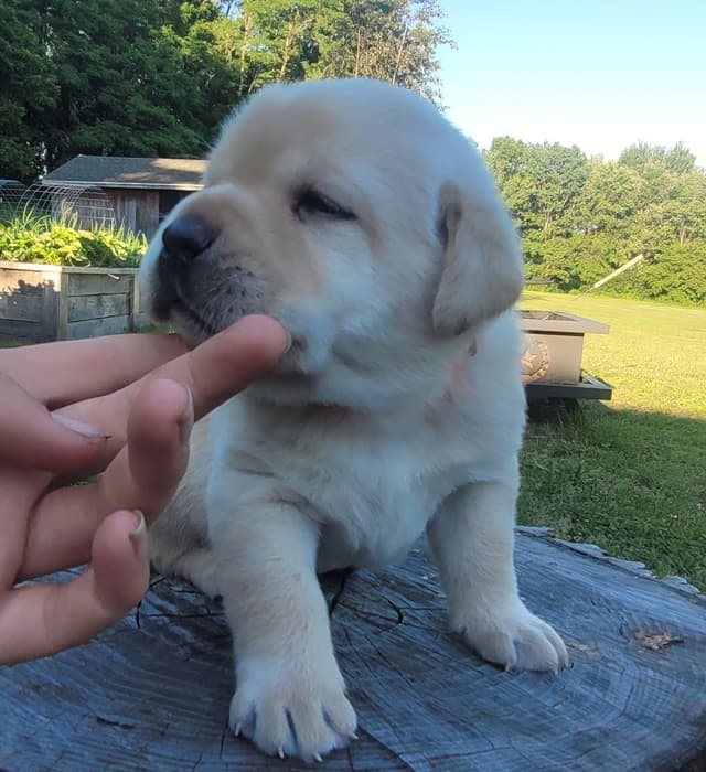 Labrador Retriever Puppies media 18