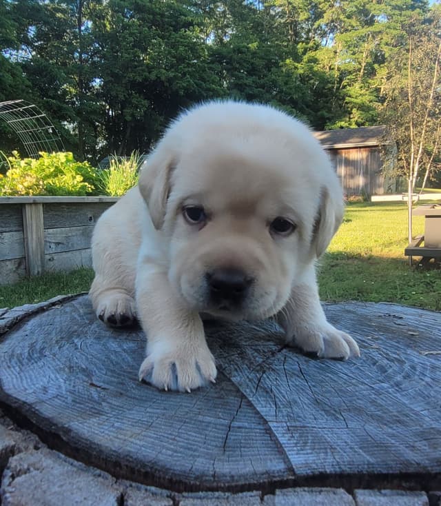 Labrador Retriever Puppies media 21