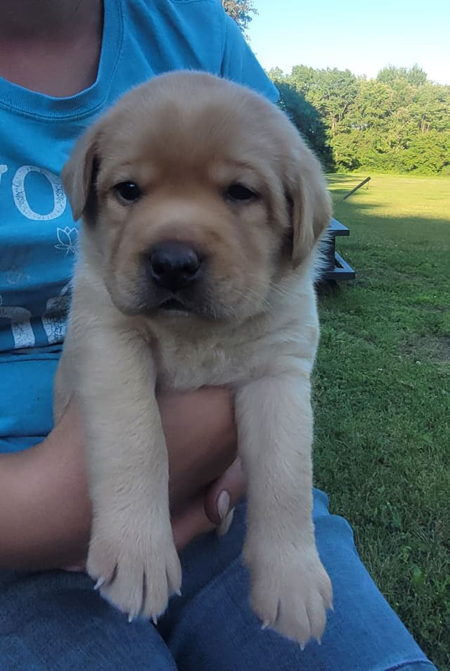 Labrador Retriever Puppies media 22
