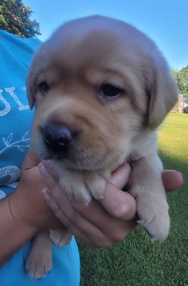 Labrador Retriever Puppies media 26