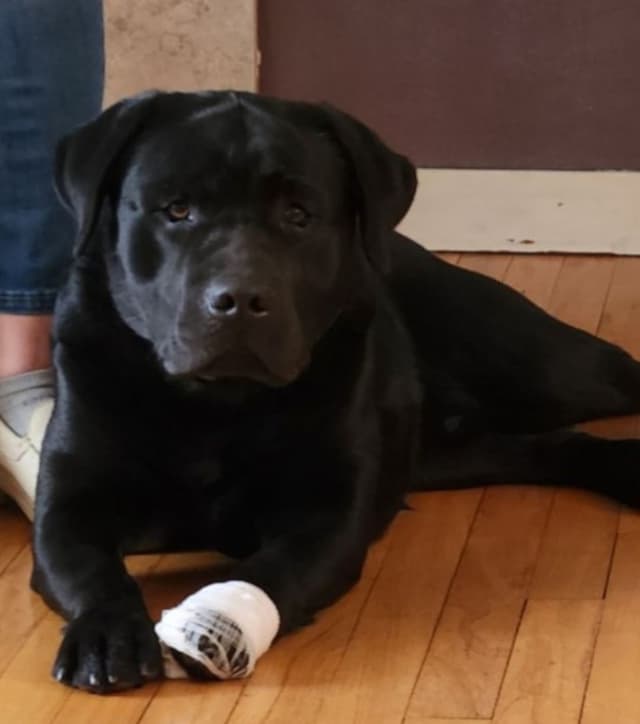 Labrador Retriever Puppies media 29