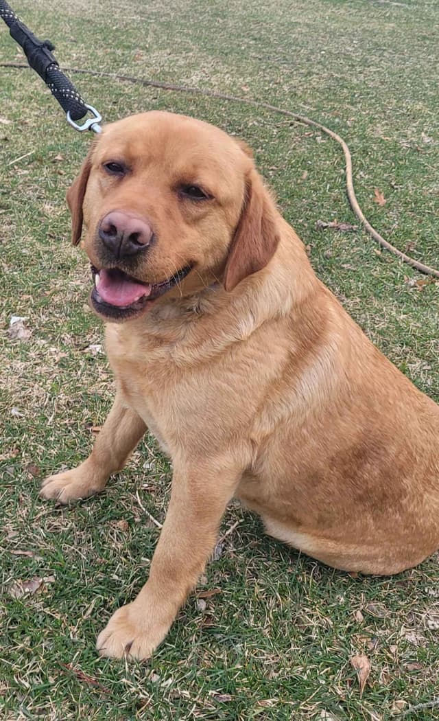 Labrador Retriever Puppies media 30
