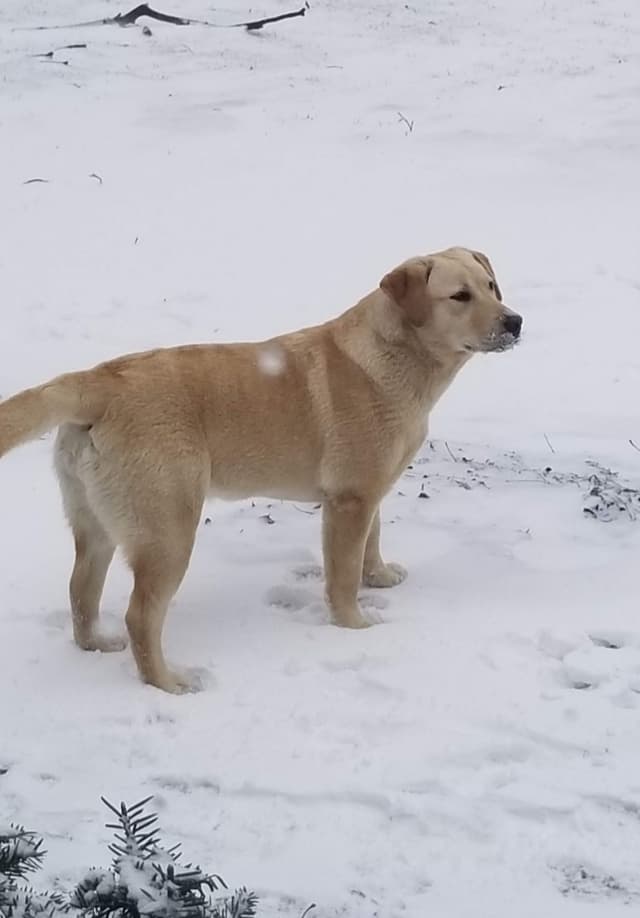Labrador Retriever Puppies media 26