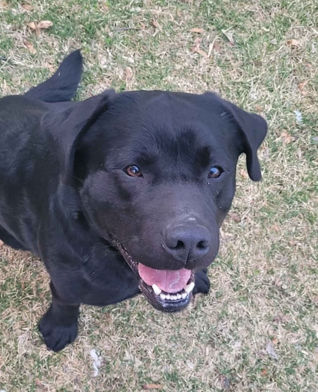 Labrador Retriever Puppies media 28