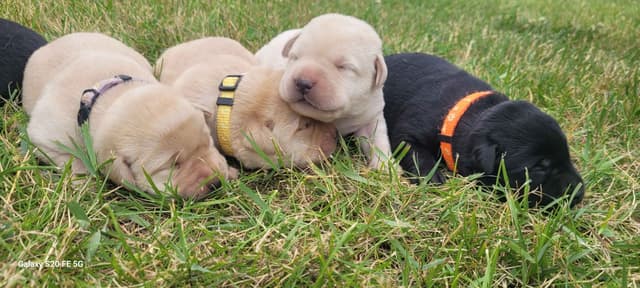 Labrador Retriever Puppies media 3