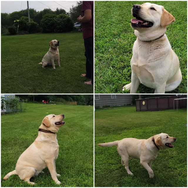 Labrador Retriever Puppies media 27