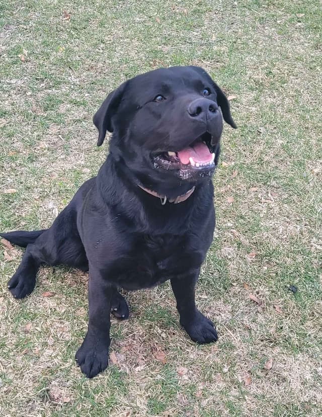 Labrador Retriever Puppies media 29