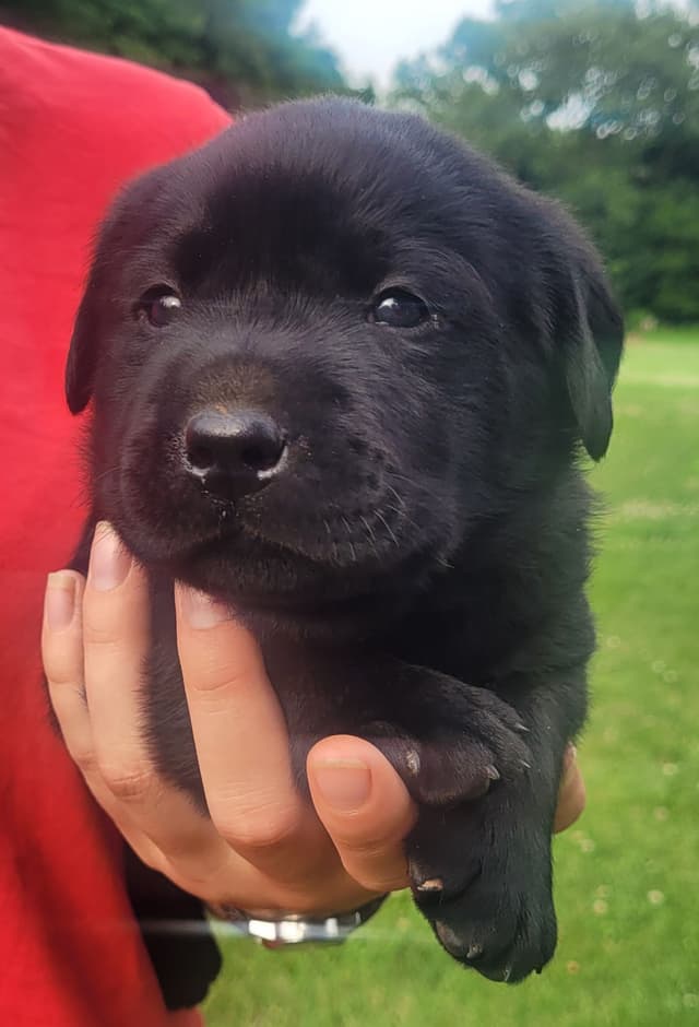 Labrador Retriever Puppies media 4