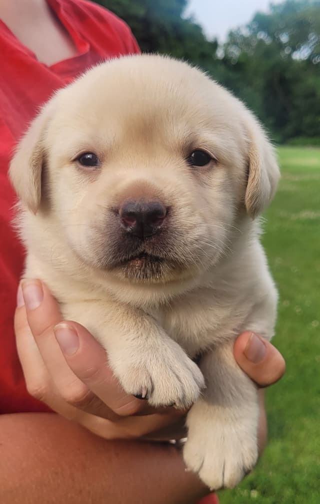 Labrador Retriever Puppies media 7