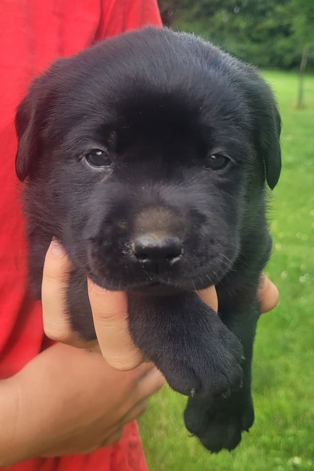 Labrador Retriever Puppies media 5