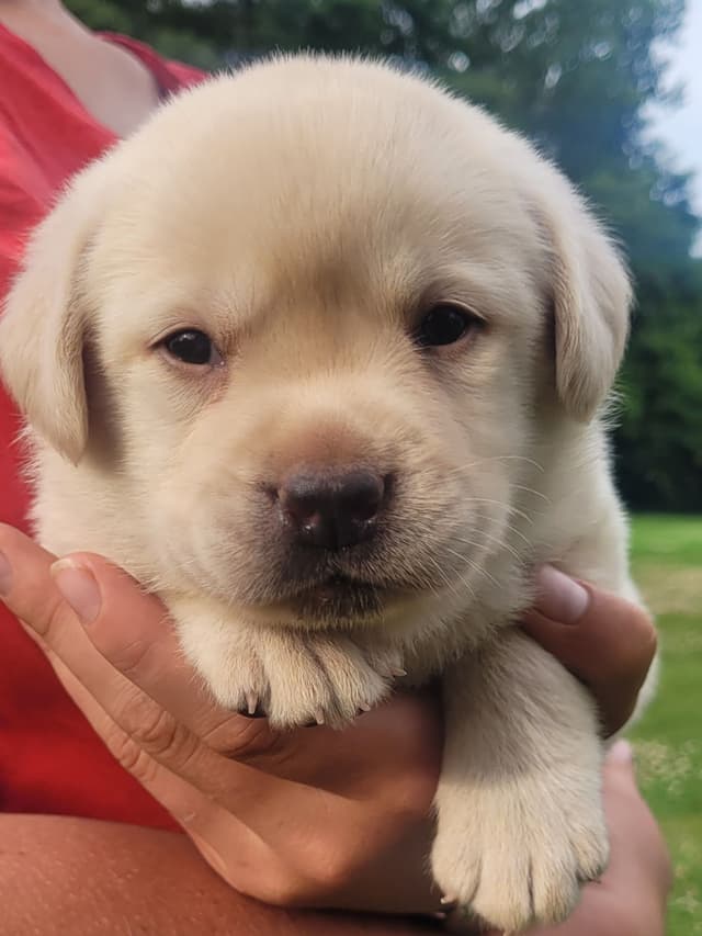 Labrador Retriever Puppies media 9
