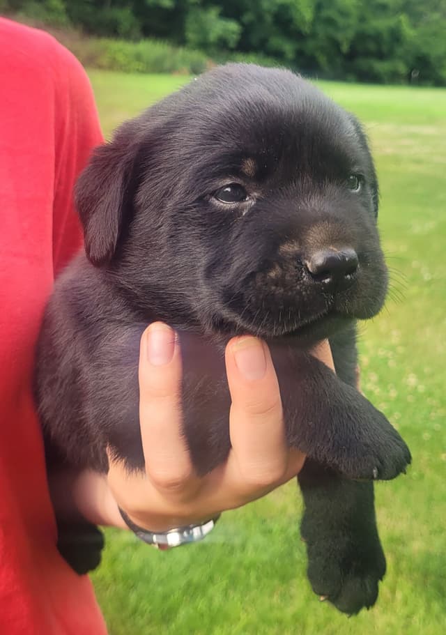 Labrador Retriever Puppies media 6