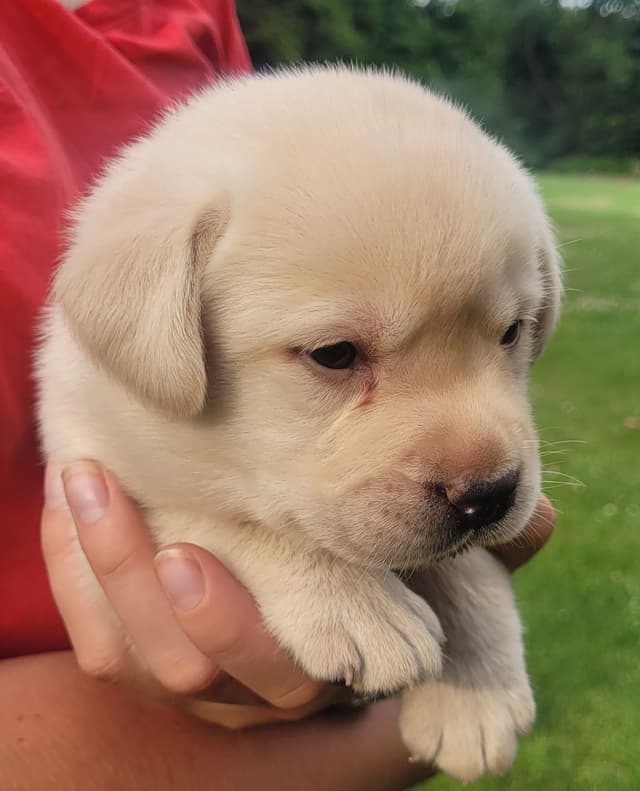 Labrador Retriever Puppies media 10