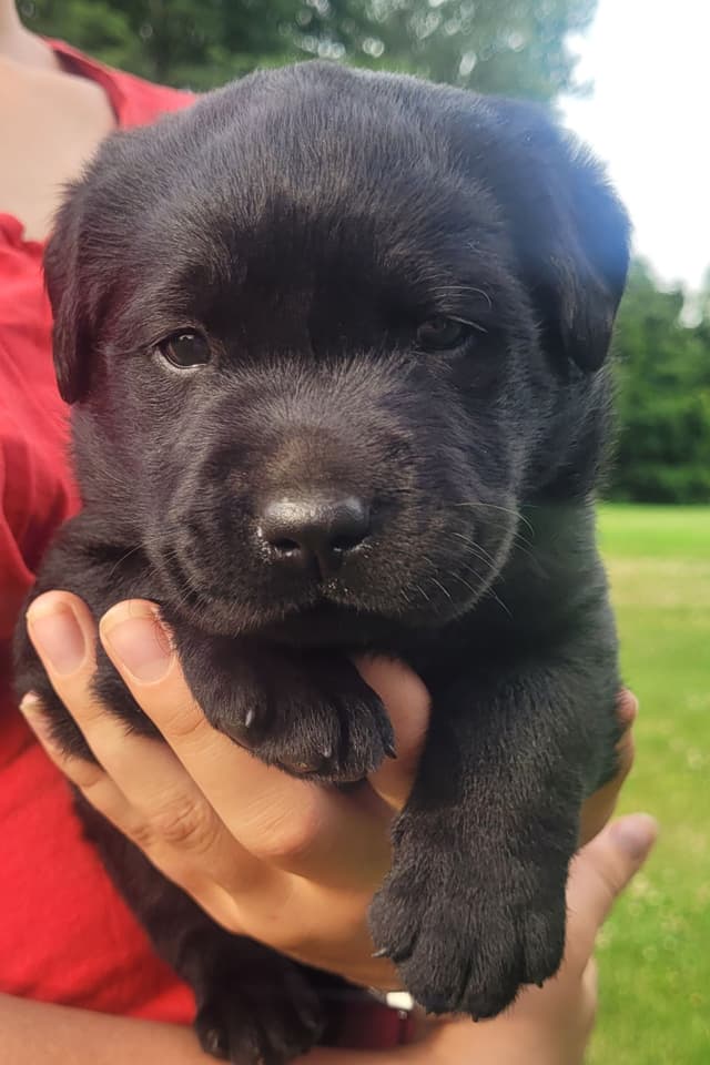 Labrador Retriever Puppies media 2