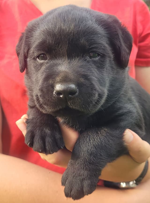 Labrador Retriever Puppies media 11