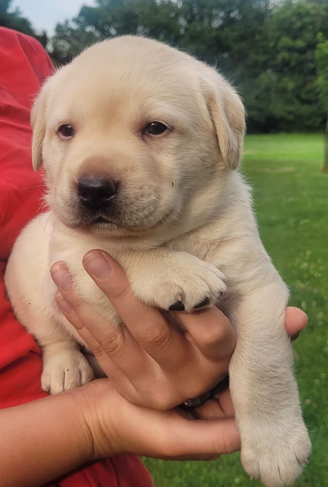Labrador Retriever Puppies media 14