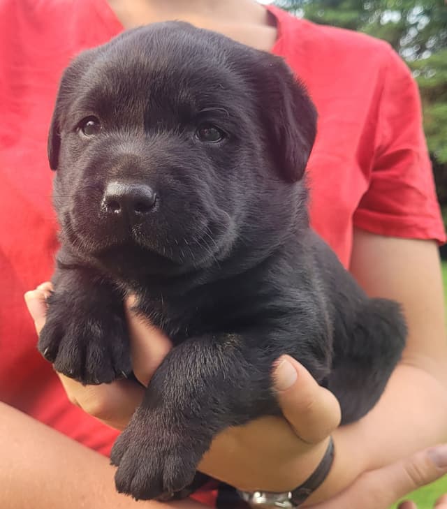 Labrador Retriever Puppies media 12