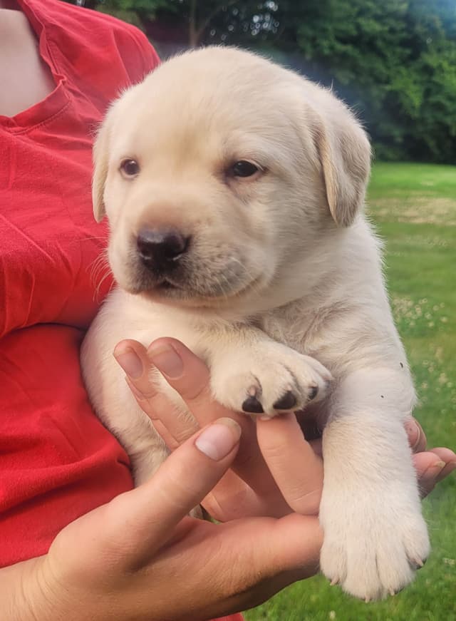 Labrador Retriever Puppies media 15
