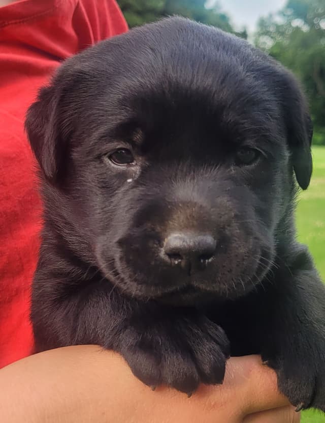 Labrador Retriever Puppies media 16
