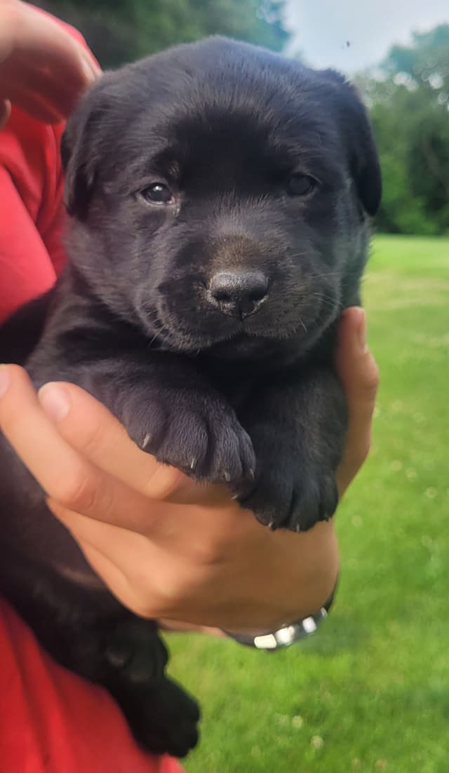 Labrador Retriever Puppies media 17