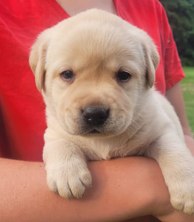 Labrador Retriever Puppies media 19