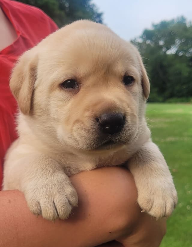 Labrador Retriever Puppies media 20