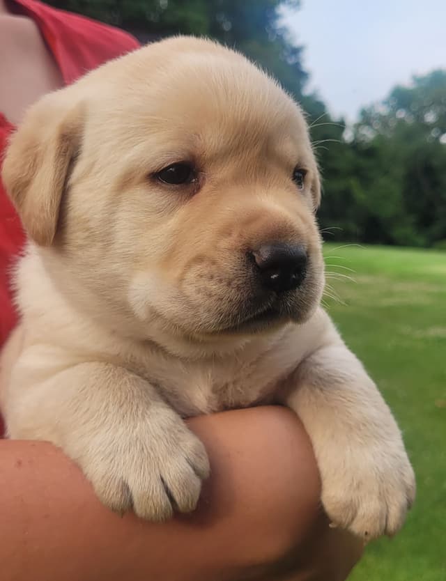 Labrador Retriever Puppies media 21