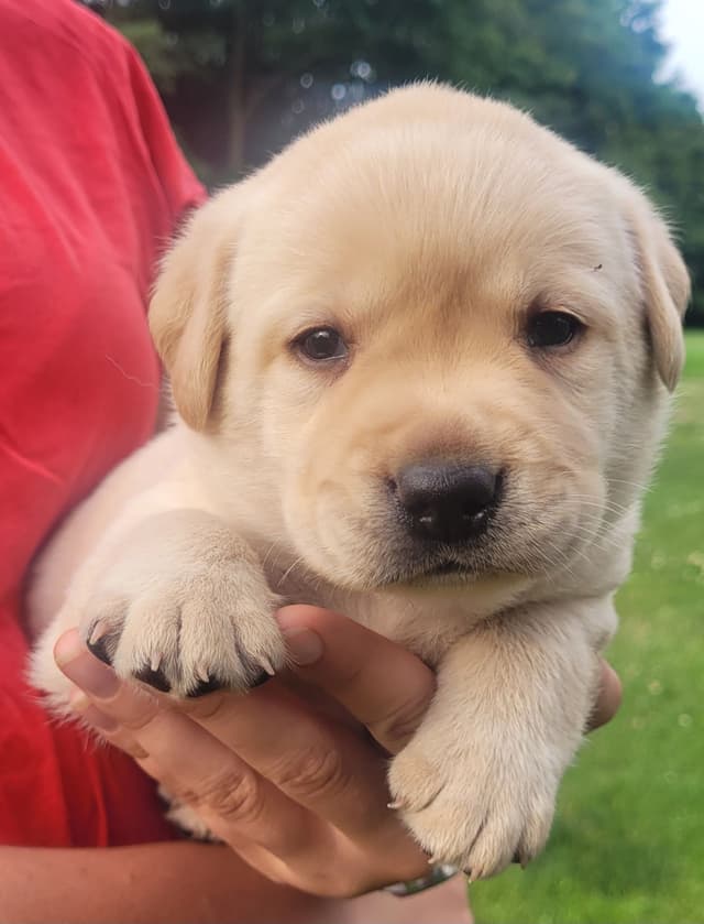Labrador Retriever Puppies media 22
