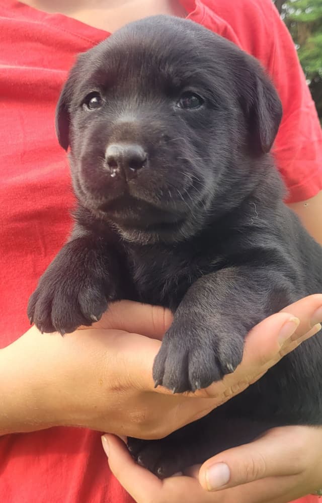 Labrador Retriever Puppies media 18