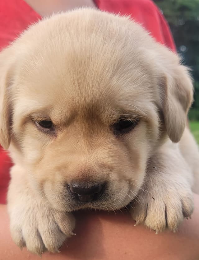 Labrador Retriever Puppies media 23