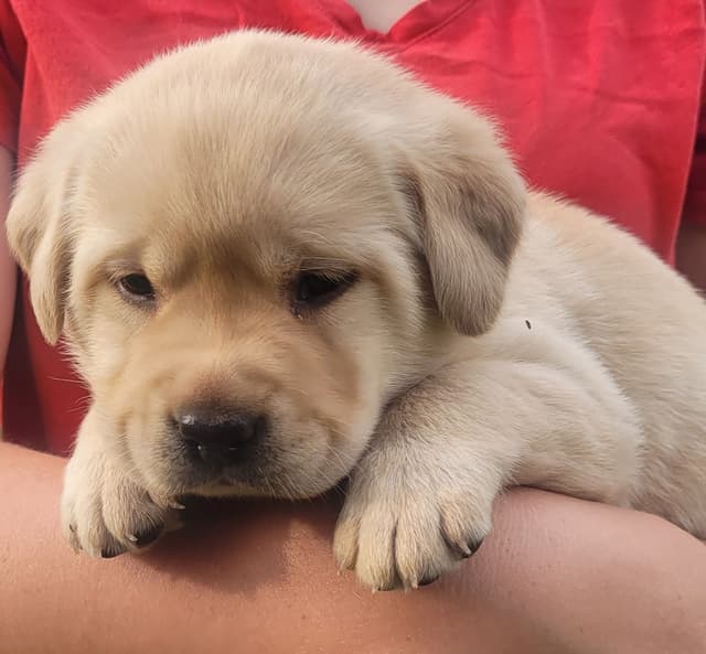 Labrador Retriever Puppies media 24