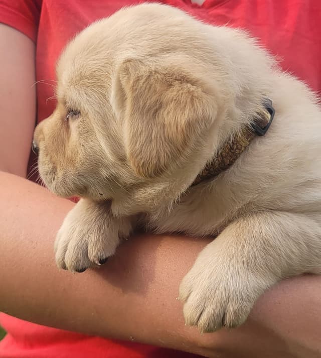Labrador Retriever Puppies media 25