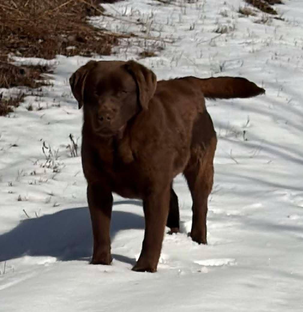 Labrador Retriever Puppies breeder image 9