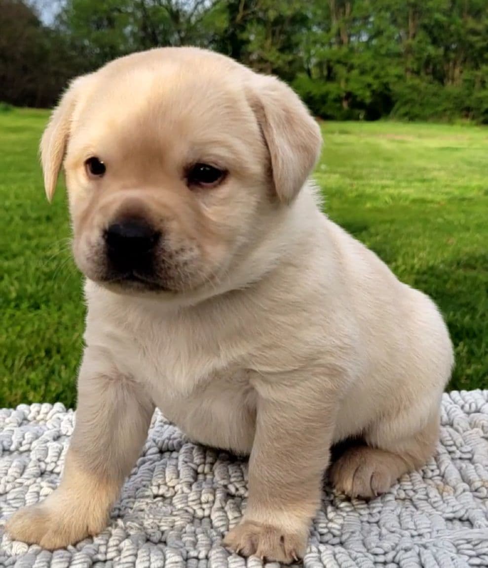 Labrador Retriever Puppies breeder image 11