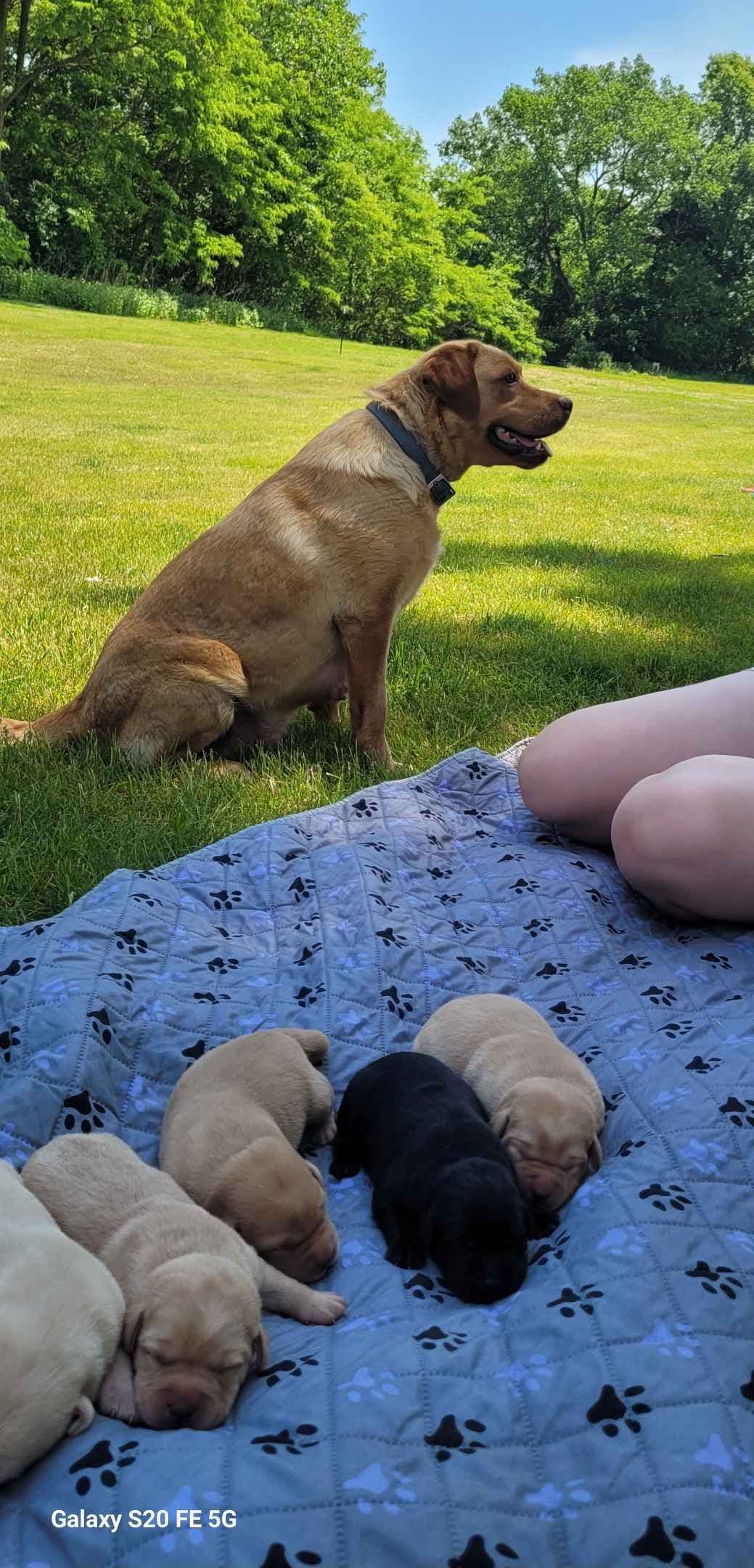 Labrador Retriever Puppies breeder image 12