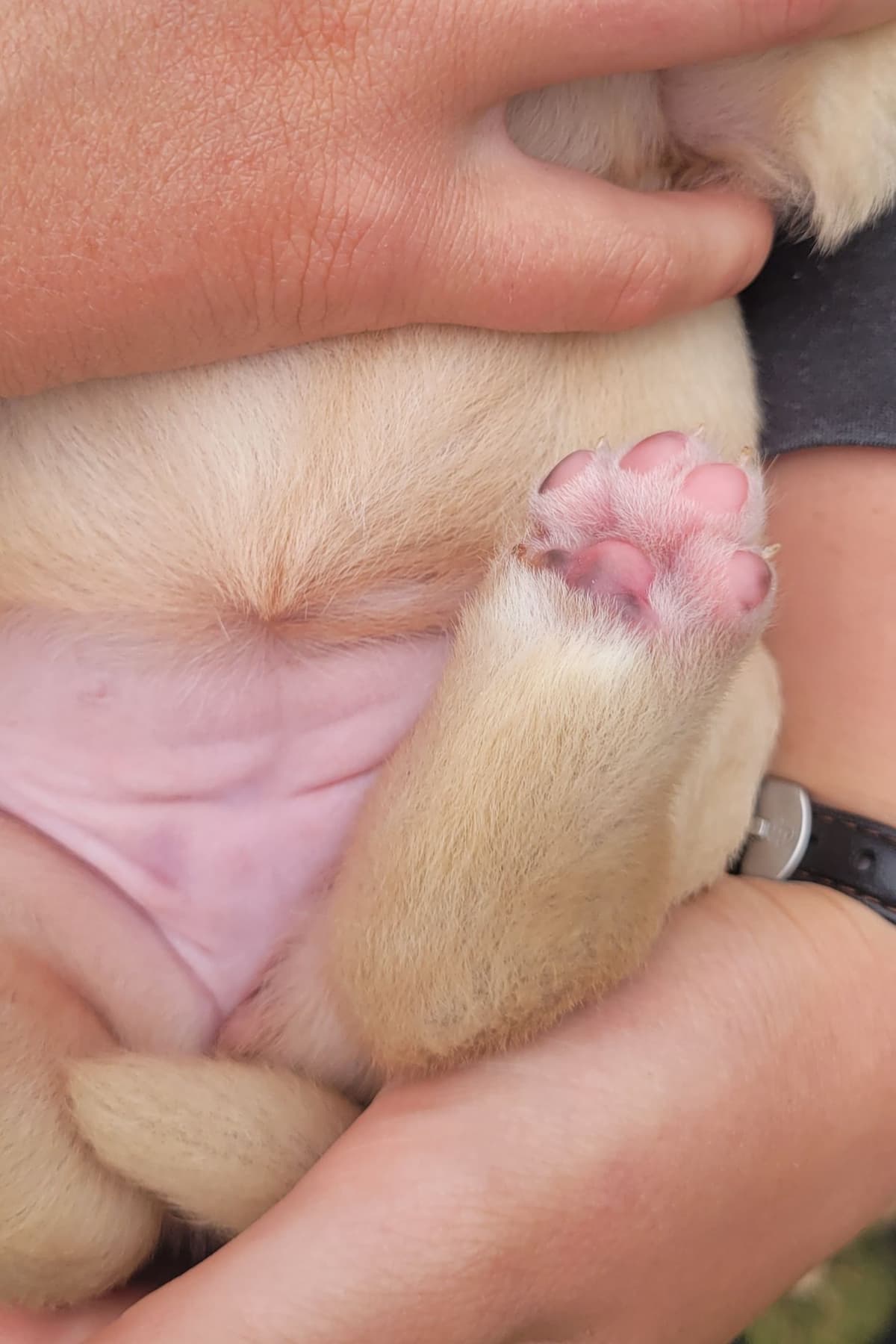 Labrador Retriever Puppies breeder image 13