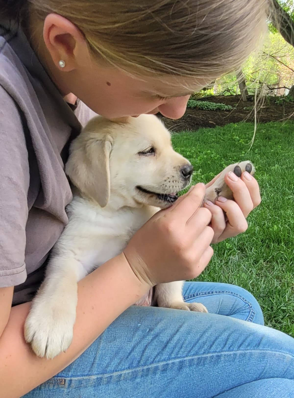 Labrador Retriever Puppies breeder image 15