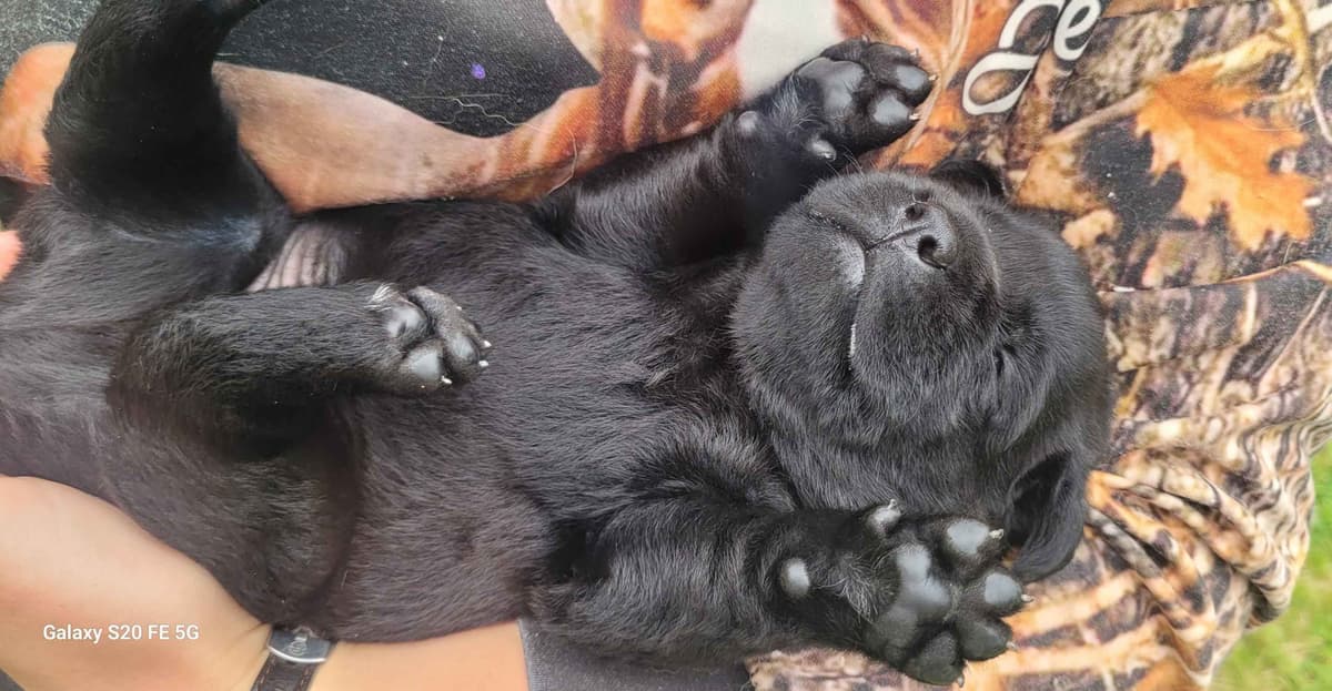 Labrador Retriever Puppies breeder image 17