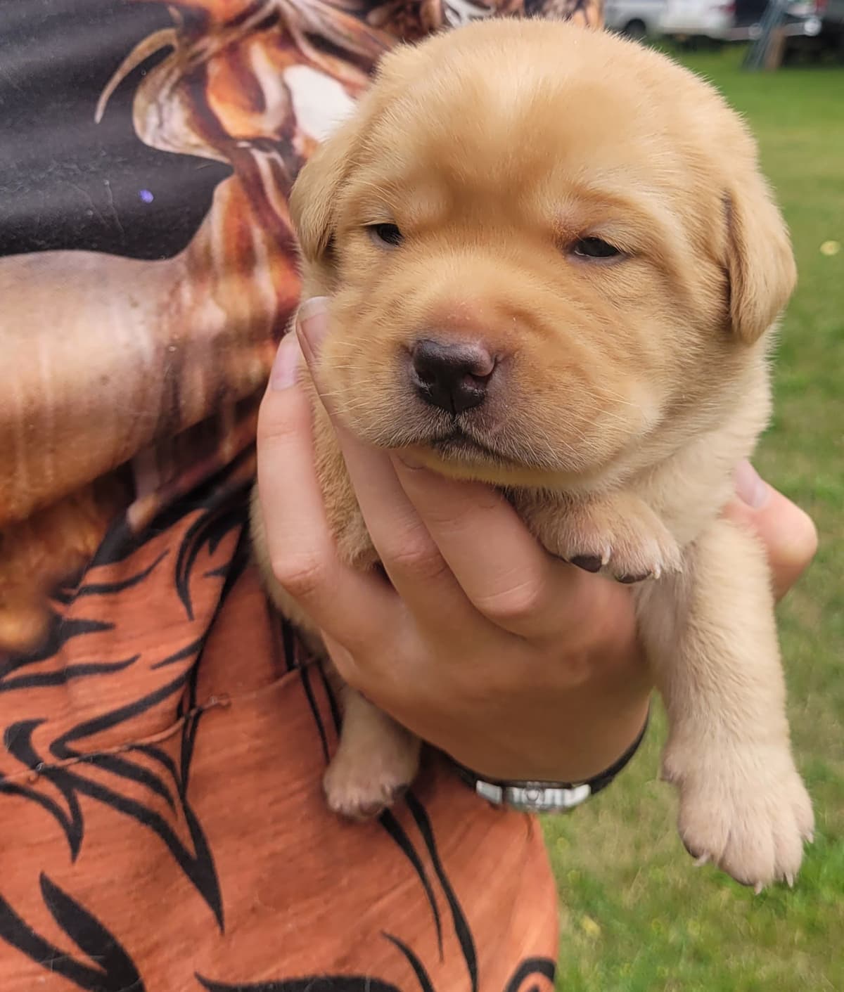 Labrador Retriever Puppies breeder image 19
