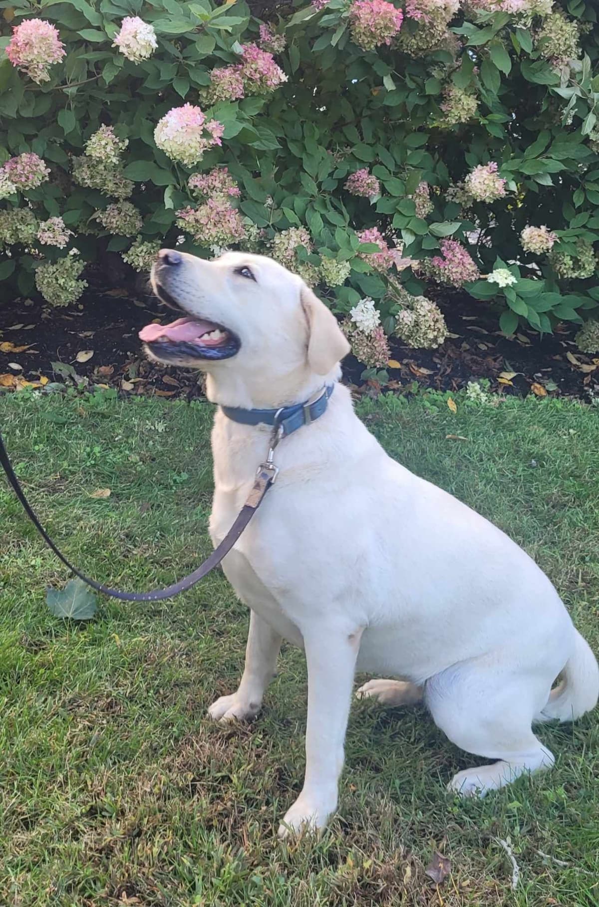 Labrador Retriever Puppies breeder image 20