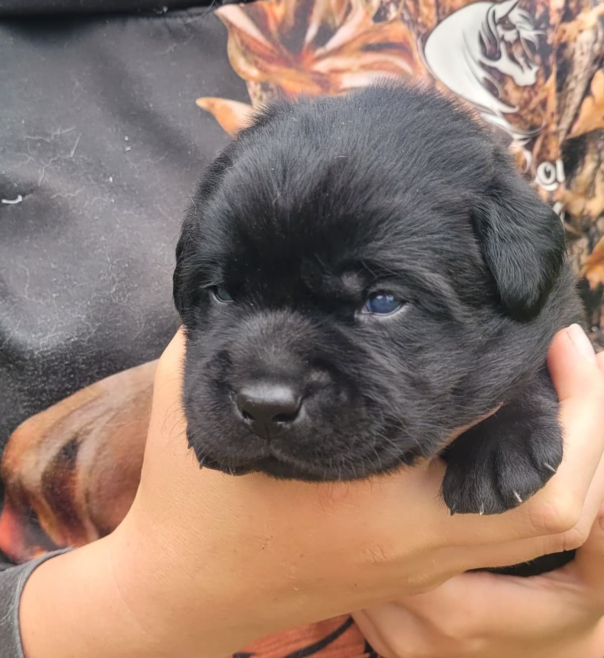 Labrador Retriever Puppies breeder image 21