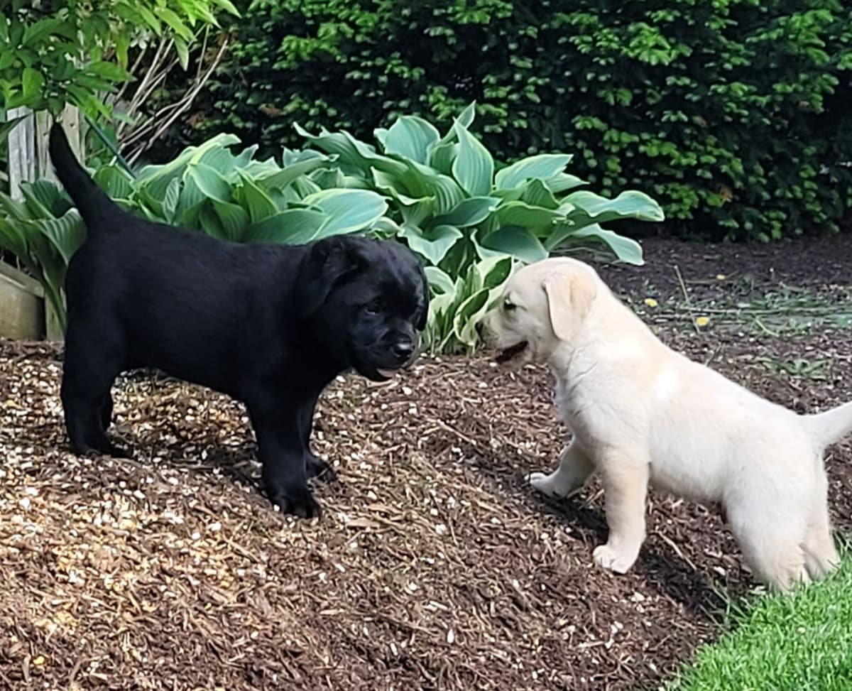 Labrador Retriever Puppies breeder image 2