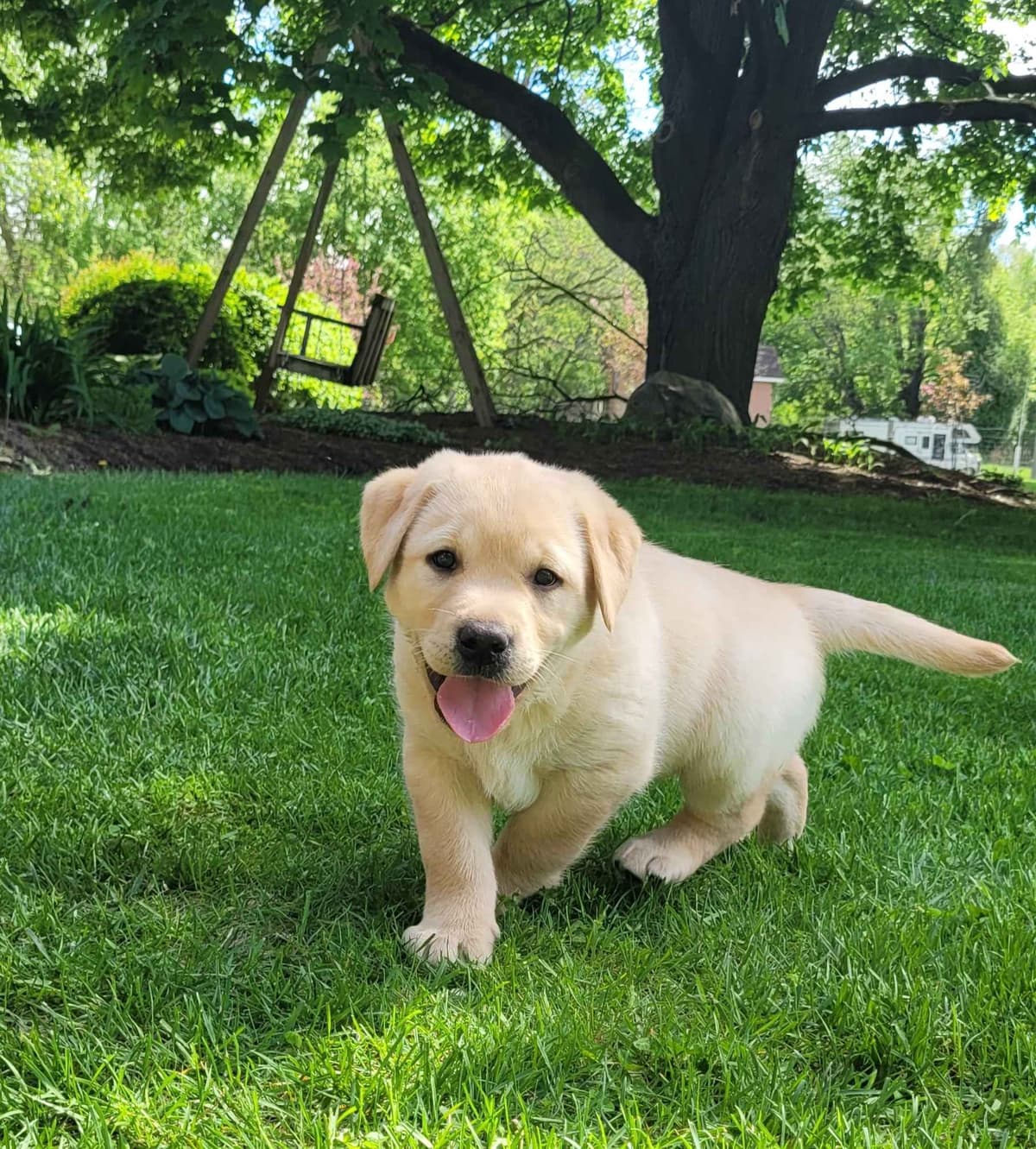Labrador Retriever Puppies breeder image 1