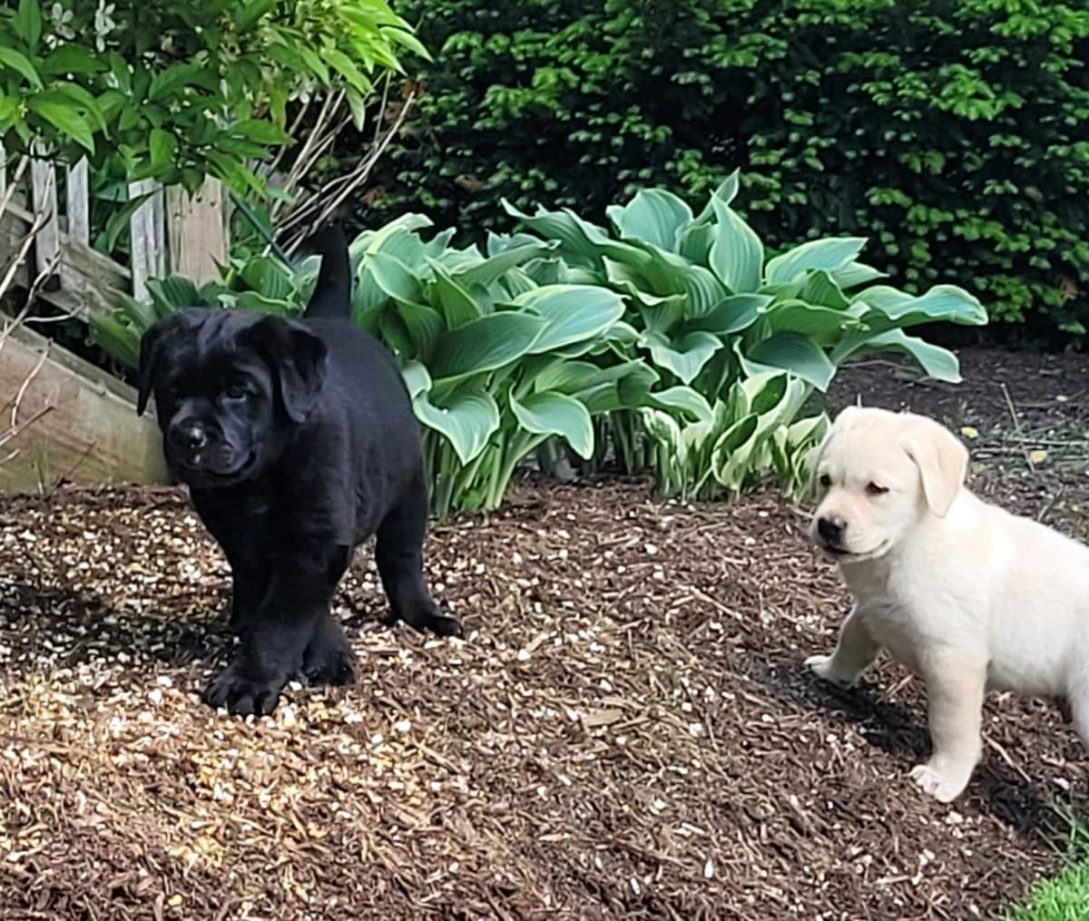Labrador Retriever Puppies breeder image 22