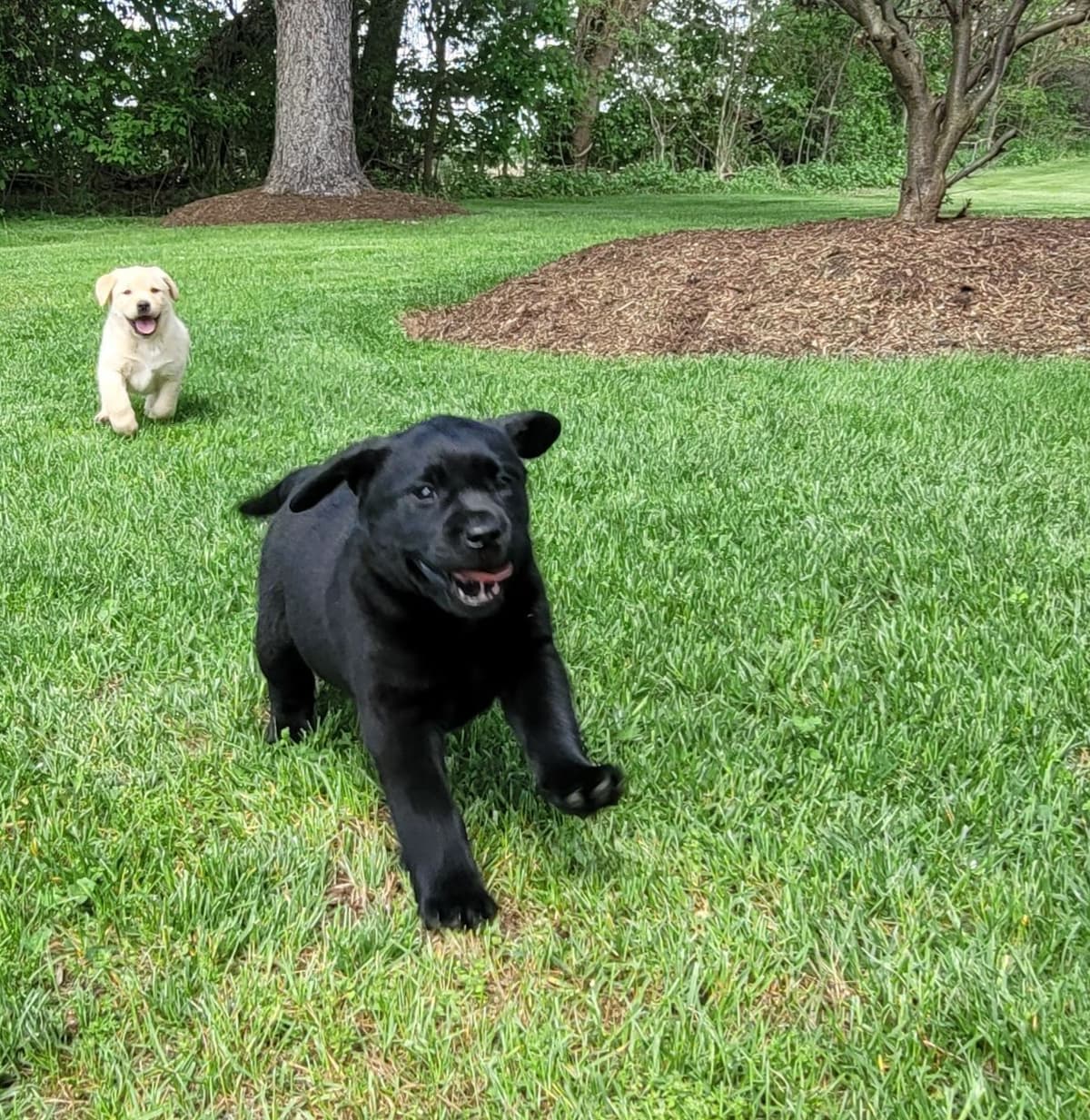 Labrador Retriever Puppies breeder image 25