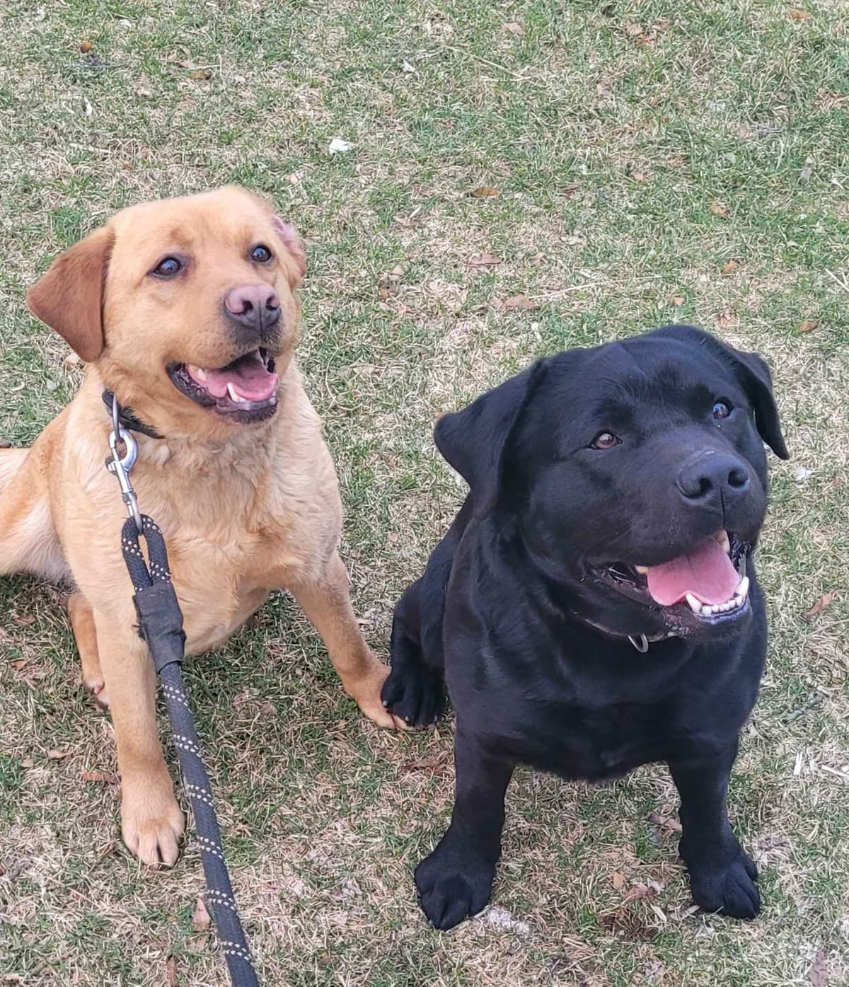 Labrador Retriever Puppies breeder image 26