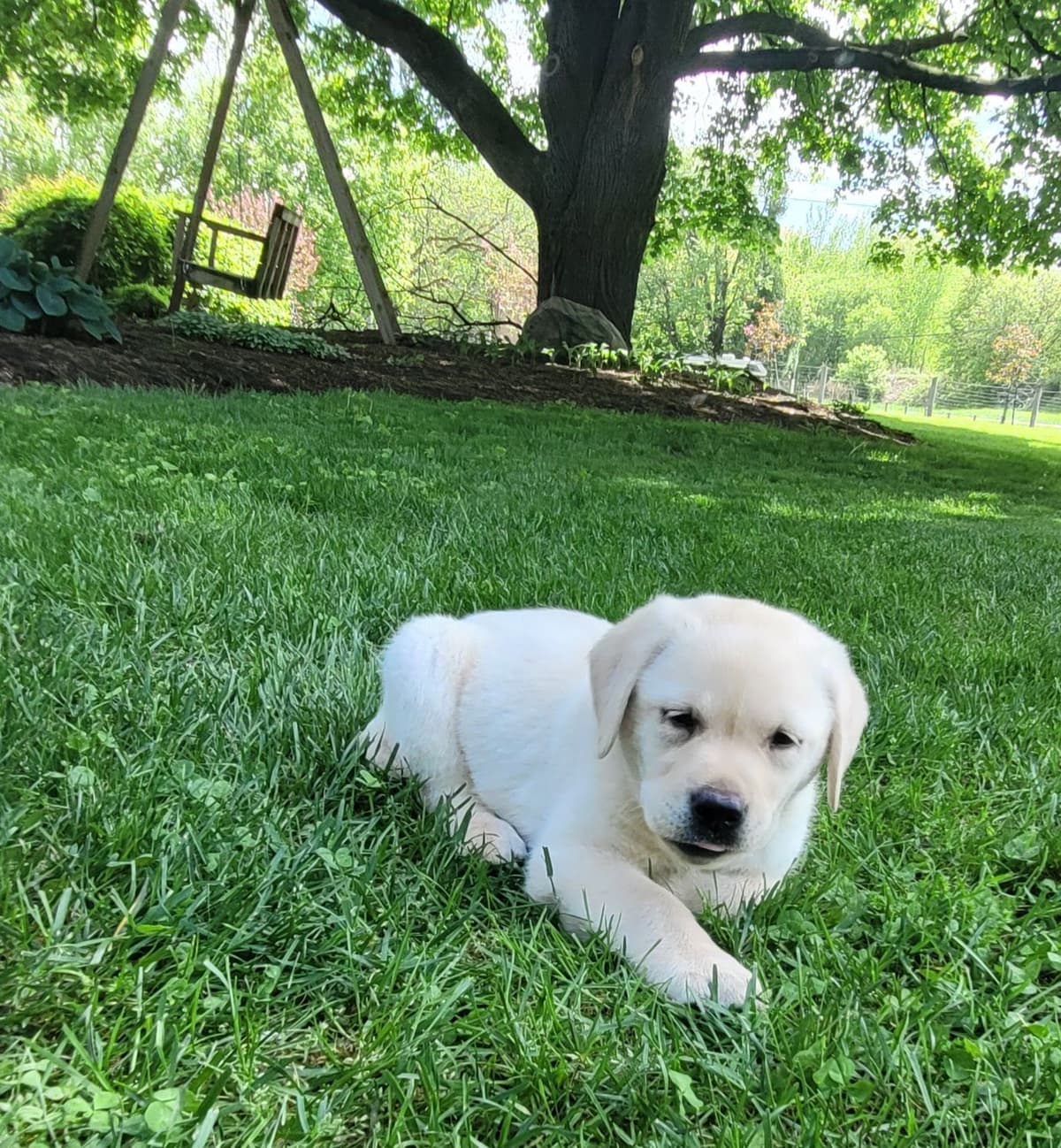 Labrador Retriever Puppies breeder image 28