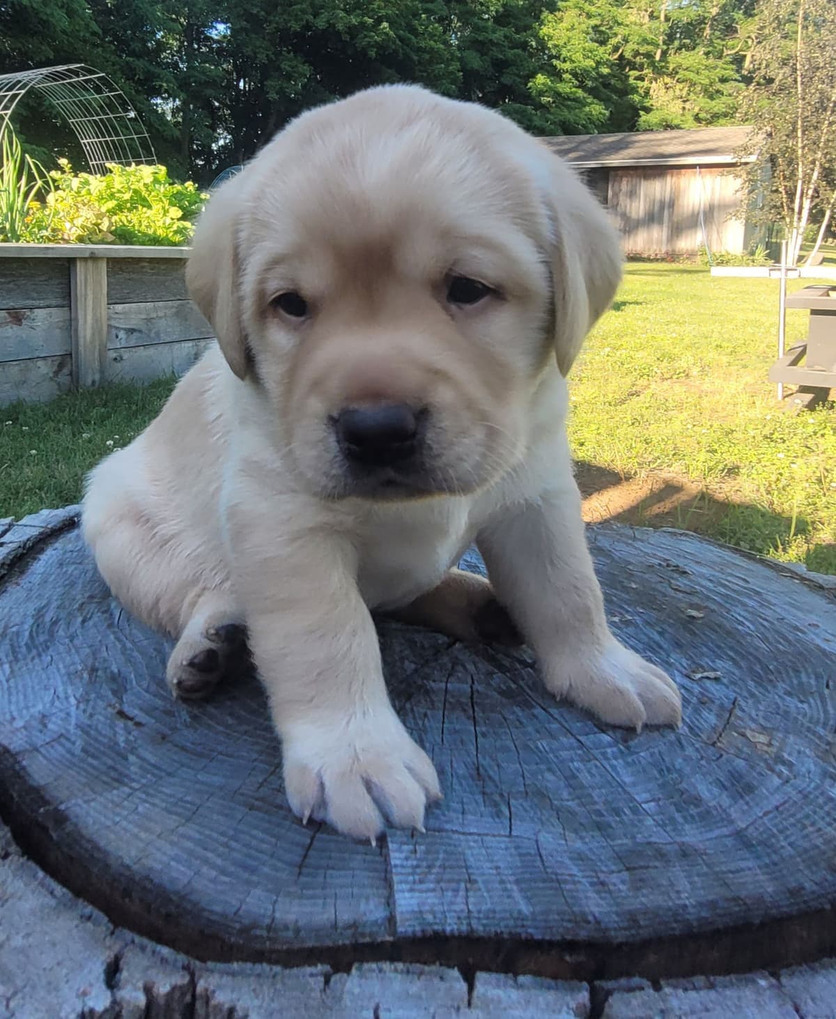 Labrador Retriever Puppies breeder image 27