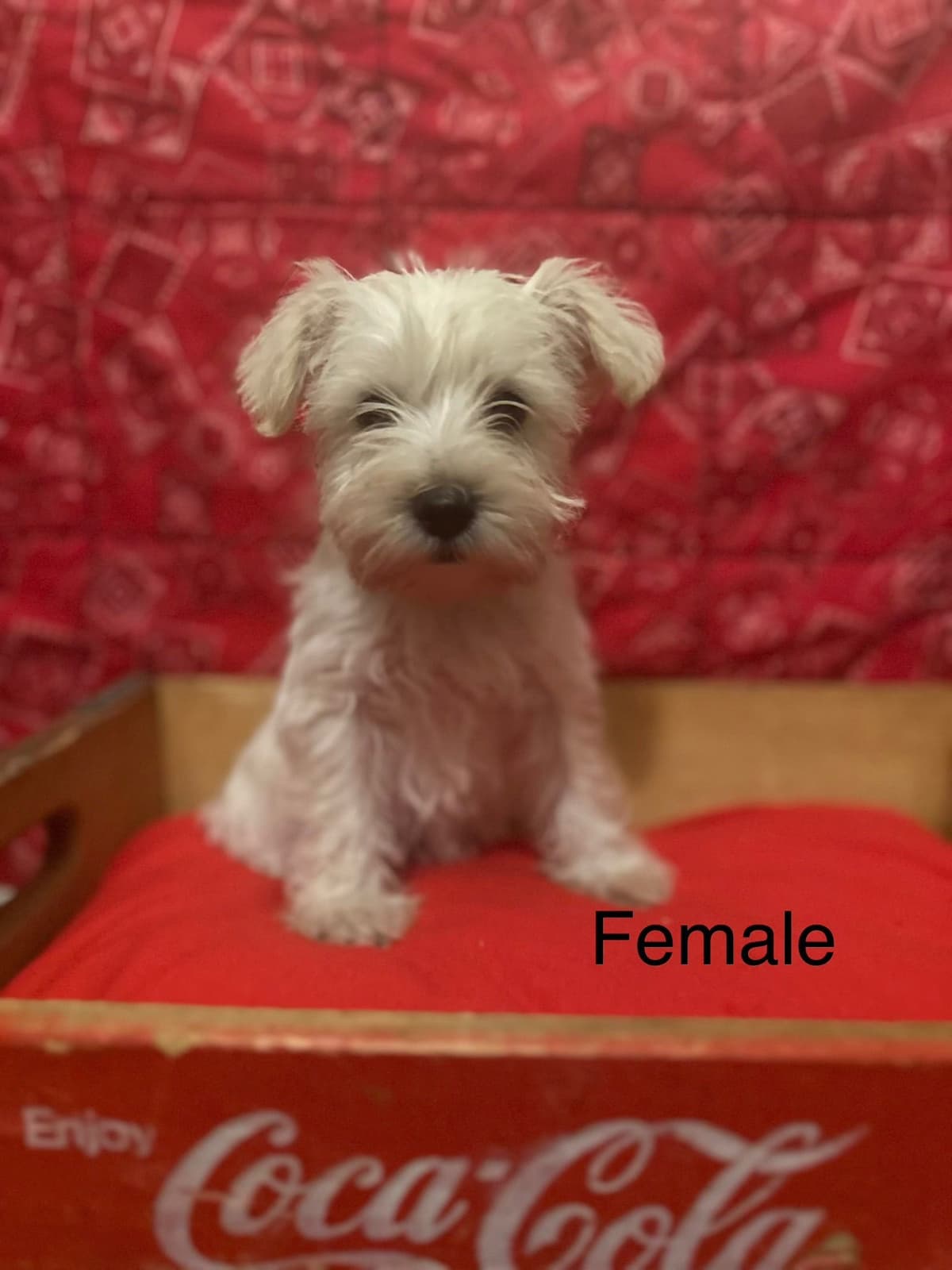 Miniature Schnauzer Puppies breeder image 2
